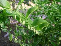 Creamy white flowers and variegated foliage.